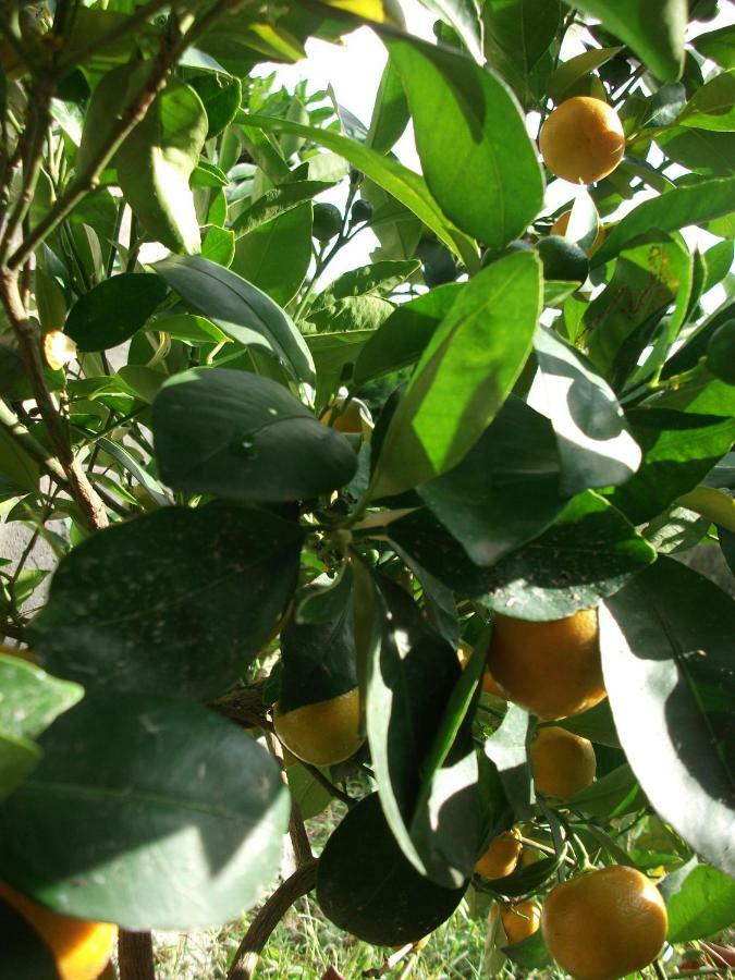 הוילה Poggio Del Conero מראה חיצוני תמונה
